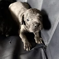 Iceland, a female Cane Corso for sale in Anderson, IN – Photo 7 of 8