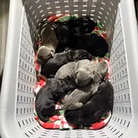Iceland, a female Cane Corso for sale in Anderson, IN – Photo 6 of 8