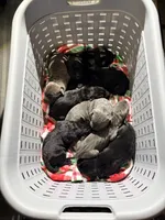Iceland, a female Cane Corso for sale in Anderson, IN – Photo 6 of 8