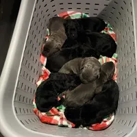 Iceland, a female Cane Corso for sale in Anderson, IN – Photo 3 of 8