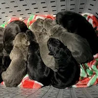 Iceland, a female Cane Corso for sale in Anderson, IN – Photo 5 of 8