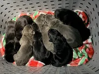 Iceland, a female Cane Corso for sale in Anderson, IN – Photo 5 of 8