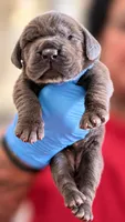 Navi, a female Cane Corso for sale in Anderson, IN – 1 of 5