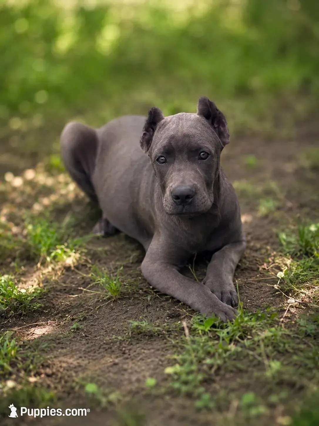 Gianni, a female Cane Corso for sale in Anderson, IN – 7 of 10