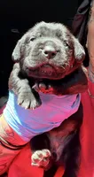 Velvet , a female Cane Corso for sale in Anderson, IN – 4 of 6