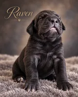 Raven , a female Cane Corso for sale in Anderson, IN – 5 of 9