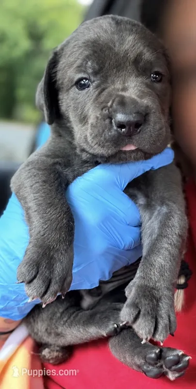 Legend  – Cane Corso puppy for sale in Anderson, IN
