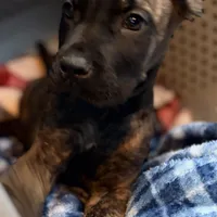Gemini, a male Cane Corso for sale in Anderson, IN – Photo 7 of 9