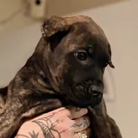 Gemini, a male Cane Corso for sale in Anderson, IN – Photo 9 of 9