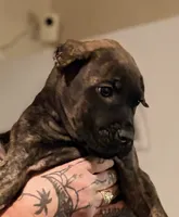 Gemini, a male Cane Corso for sale in Anderson, IN – Photo 10 of 10
