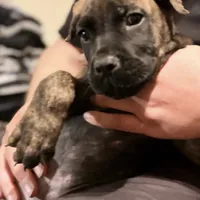 Gemini, a male Cane Corso for sale in Anderson, IN – Photo 6 of 9