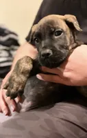 Gemini, a male Cane Corso for sale in Anderson, IN – Photo 7 of 10