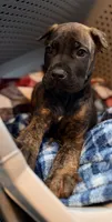 Gemini, a male Cane Corso for sale in Anderson, IN – Photo 1 of 10