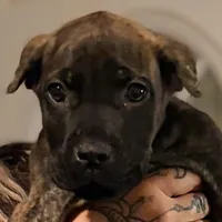 Gemini, a male Cane Corso for sale in Anderson, IN – Photo 8 of 9