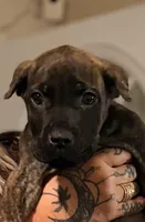 Gemini, a male Cane Corso for sale in Anderson, IN – Photo 6 of 10