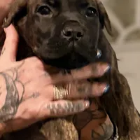 Gemini, a male Cane Corso for sale in Anderson, IN – Photo 4 of 9