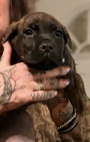 Gemini, a male Cane Corso for sale in Anderson, IN – Photo 4 of 10
