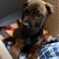 Gemini, a male Cane Corso for sale in Anderson, IN – Photo 2 of 9