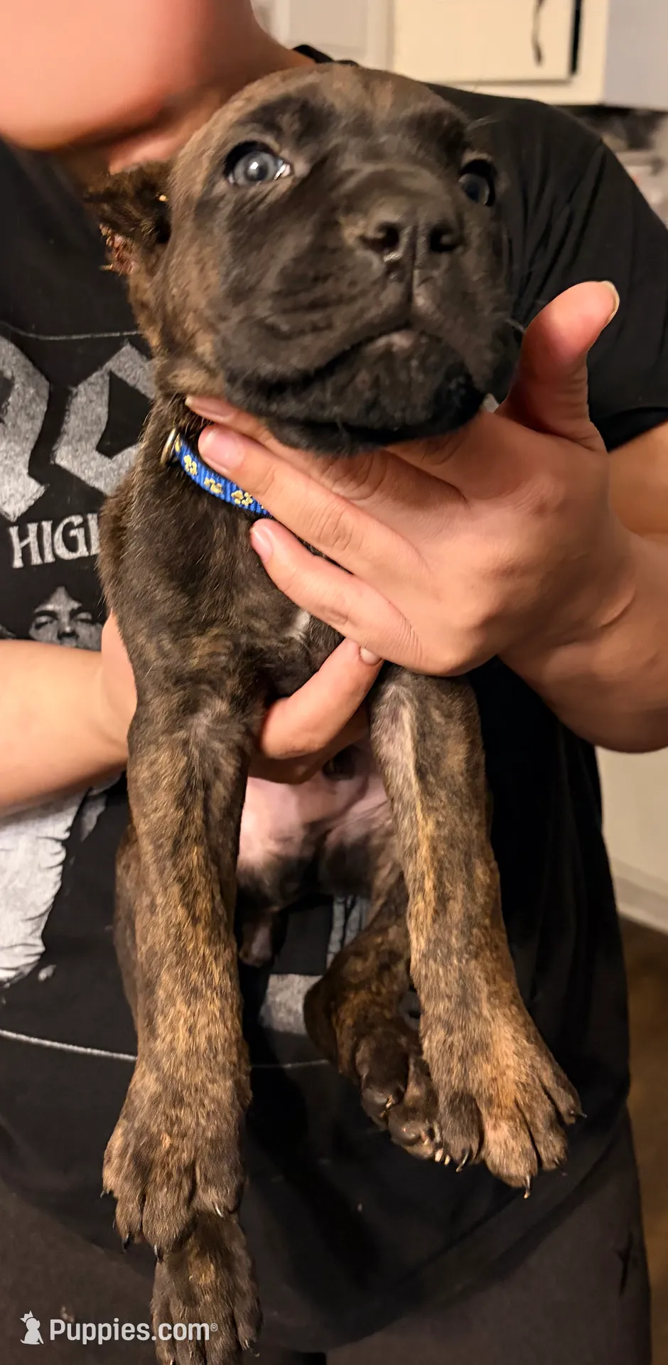 Gemini, a male Cane Corso for sale in Anderson, IN – Photo 2 of 10