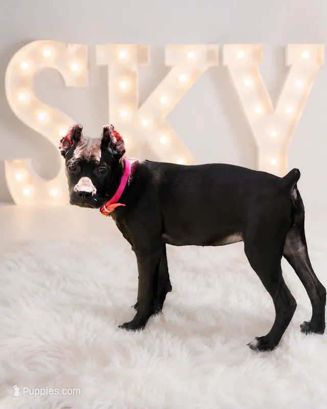 Sky – Cane Corso puppy for sale in Anderson, IN