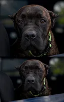 Braxton, a male Cane Corso for sale in Anderson, IN – 9 of 10