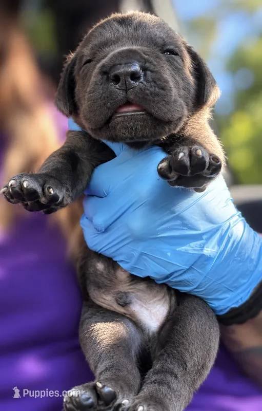 Jayce – Cane Corso puppy for sale in Anderson, IN
