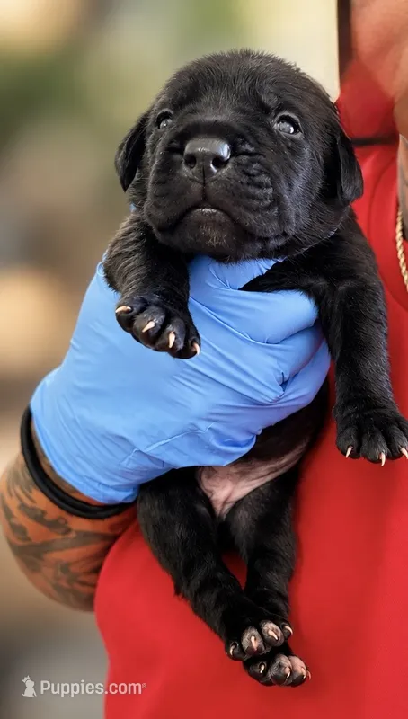 Raven  – Cane Corso puppy for sale in Anderson, IN