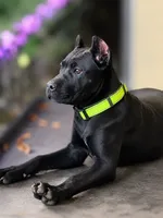 Wynter, a female Cane Corso for sale in Anderson, IN – 3 of 10