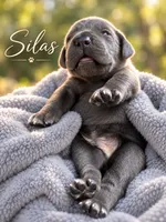 Silas, a male Cane Corso for sale in Anderson, IN – 9 of 10