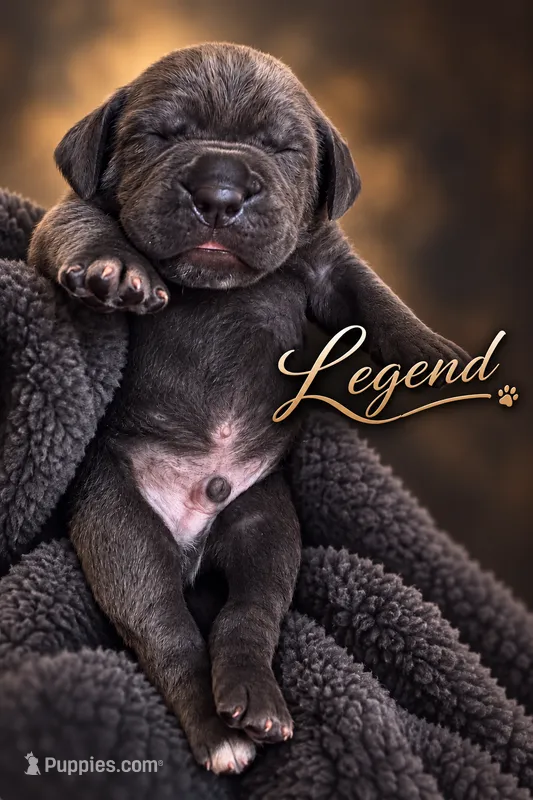 Legend  – Cane Corso puppy for sale in Anderson, IN