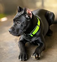 Wynter, a female Cane Corso for sale in Anderson, IN – 4 of 10