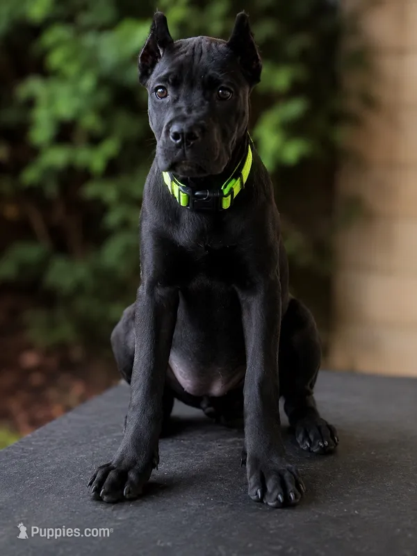 Wynter – Cane Corso puppy for sale in Anderson, IN