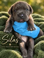 Silas, a male Cane Corso for sale in Anderson, IN – 3 of 10