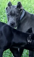 Mystic, a male Cane Corso for sale in Anderson, IN – 6 of 10