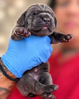 Navi, a female Cane Corso for sale in Anderson, IN – 2 of 5