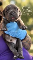 Silas, a male Cane Corso for sale in Anderson, IN – 8 of 10