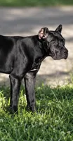 Evvie, a female Cane Corso for sale in Anderson, IN – 8 of 10