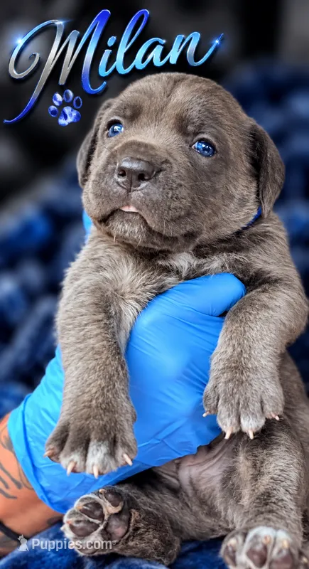 Milan – Cane Corso puppy for sale in Anderson, IN