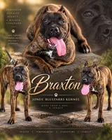 Braxton, a male Cane Corso for sale in Anderson, IN – 7 of 10