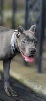 Mystic, a male Cane Corso for sale in Anderson, IN – 10 of 10
