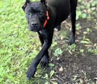 Wynter, a female Cane Corso for sale in Anderson, IN – 10 of 10