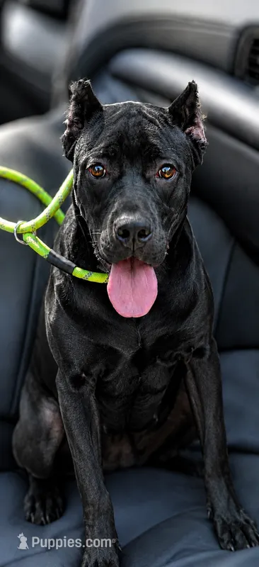Sky – Cane Corso puppy for sale in Anderson, IN