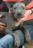 Mystic, a male Cane Corso for sale in Anderson, IN – Photo 7 of 10