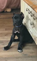 Lorenzo, a male Cane Corso for sale in Anderson, IN – Photo 3 of 6