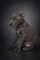 Mystic, a male Cane Corso for sale in Anderson, IN – Photo 6 of 10