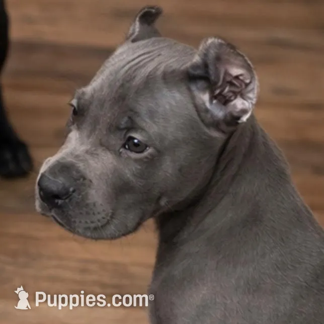 Mystic, a male Cane Corso for sale in Anderson, IN – Photo 4 of 10