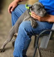 Mystic, a male Cane Corso for sale in Anderson, IN – 3 of 10