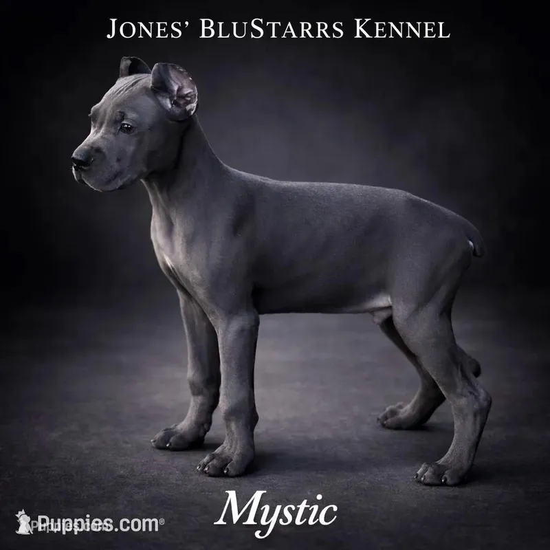Mystic – Cane Corso puppy for sale in Anderson, IN
