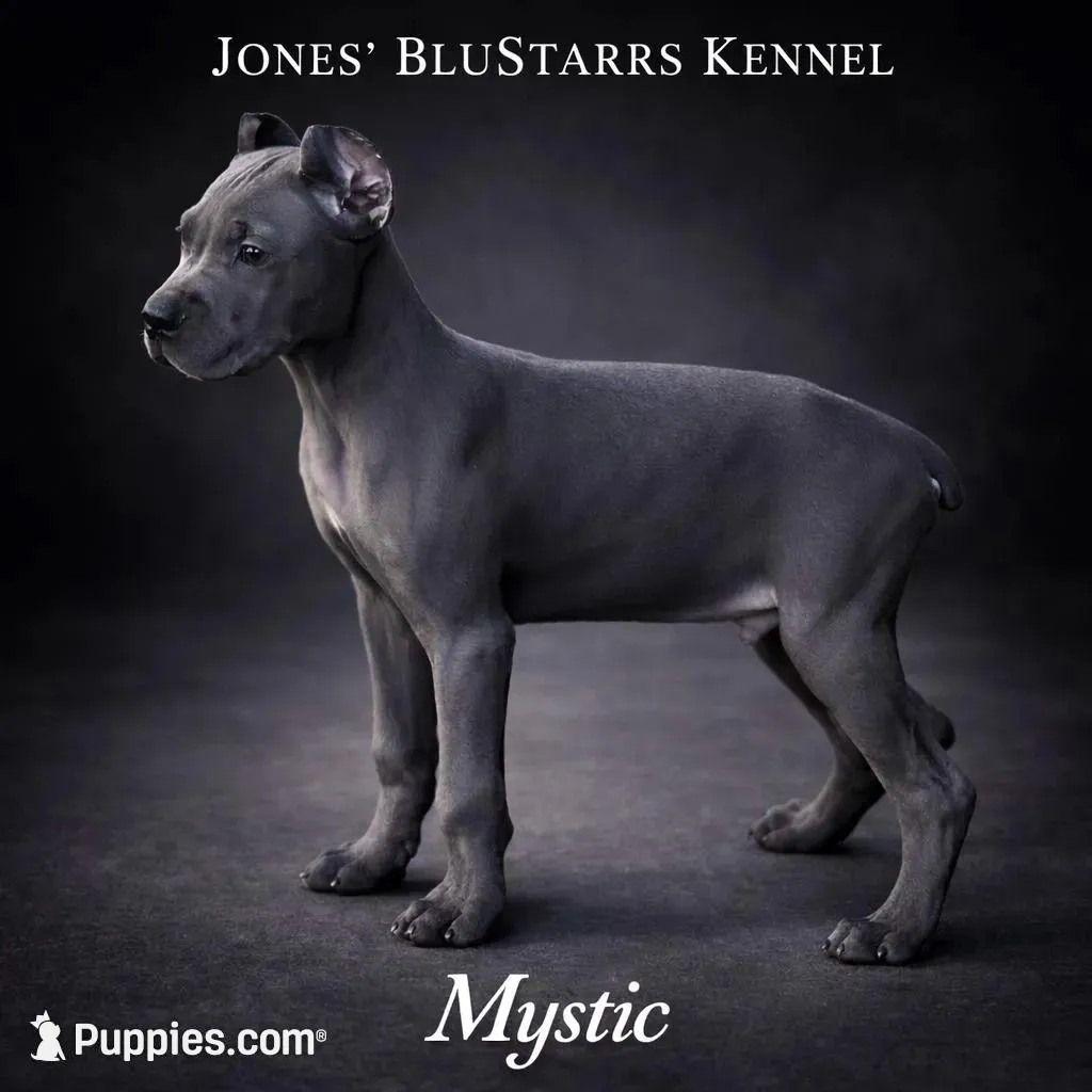 Mystic, a male Cane Corso for sale in Anderson, IN – 1 of 10
