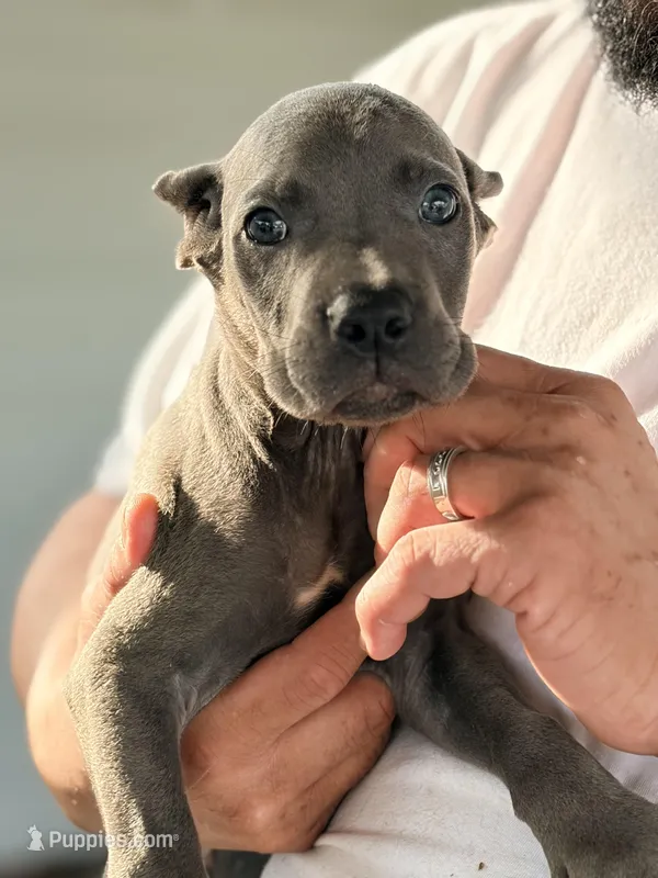Mystic – Cane Corso puppy for sale in Anderson, IN